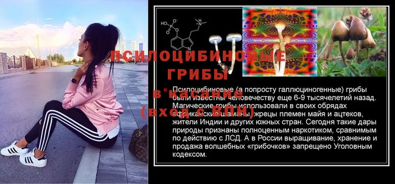 Псилоцибиновые грибы Cubensis  Октябрьский 